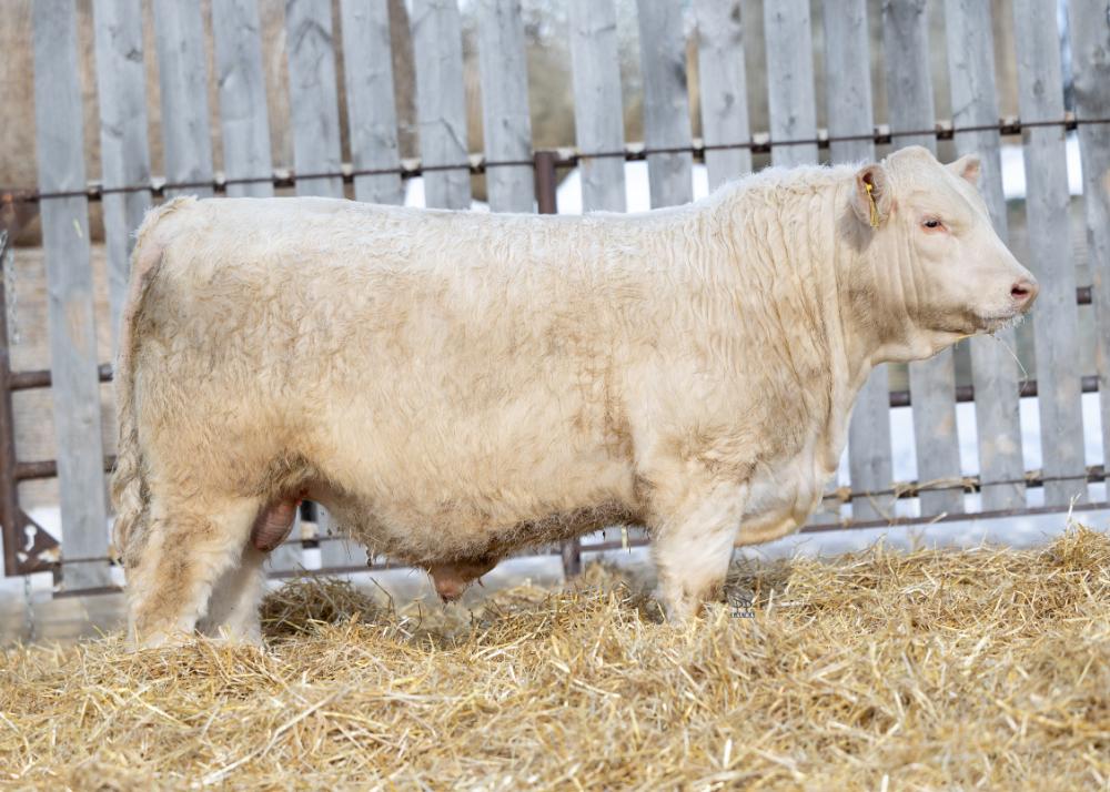 bull