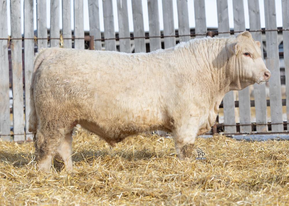 bull