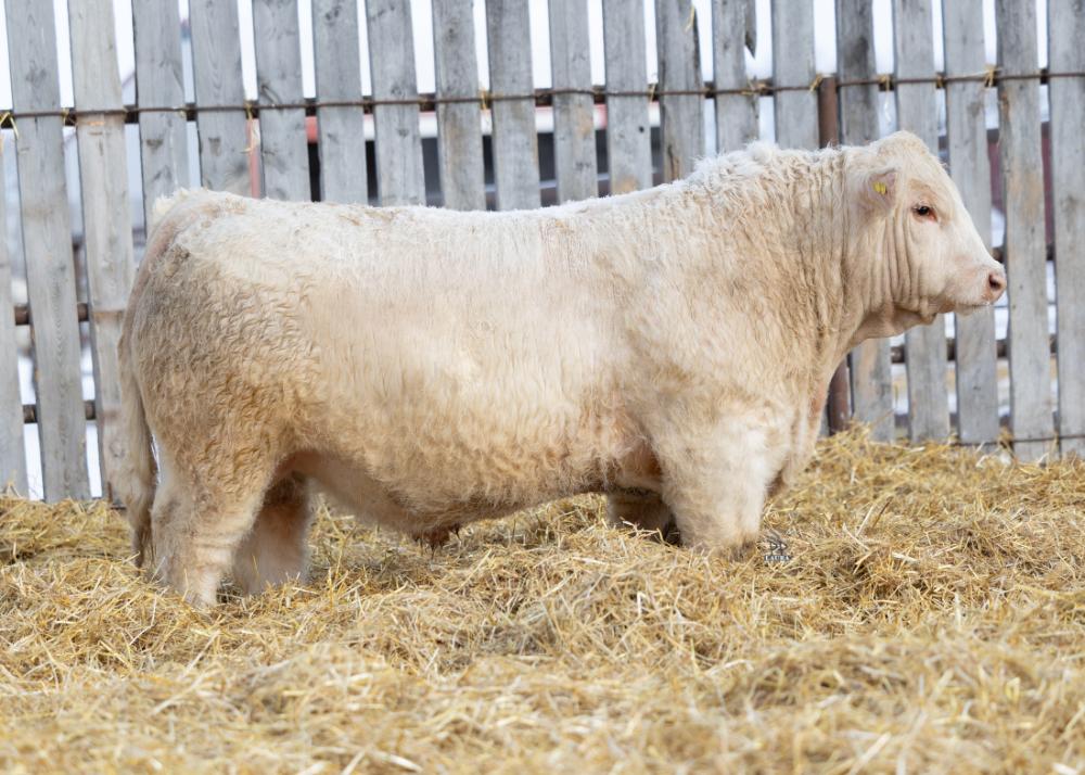 bull