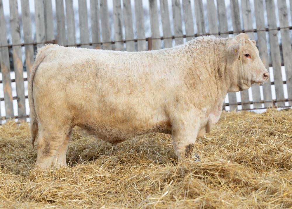 bull
