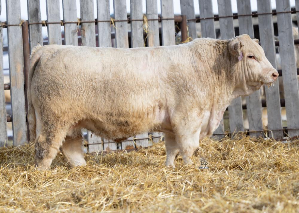 bull