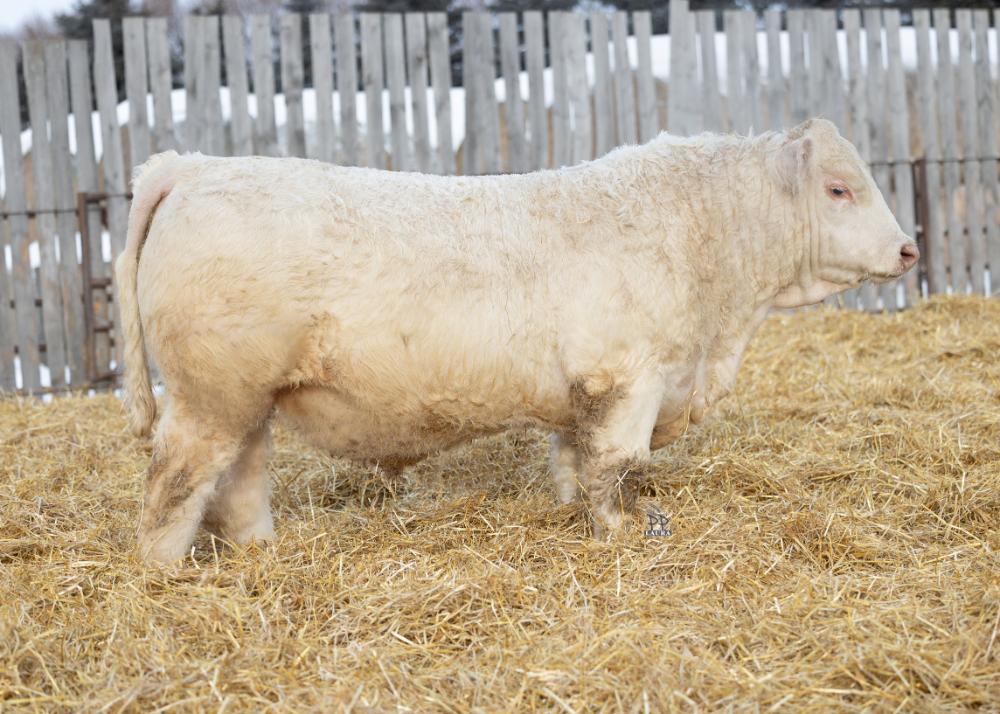 bull