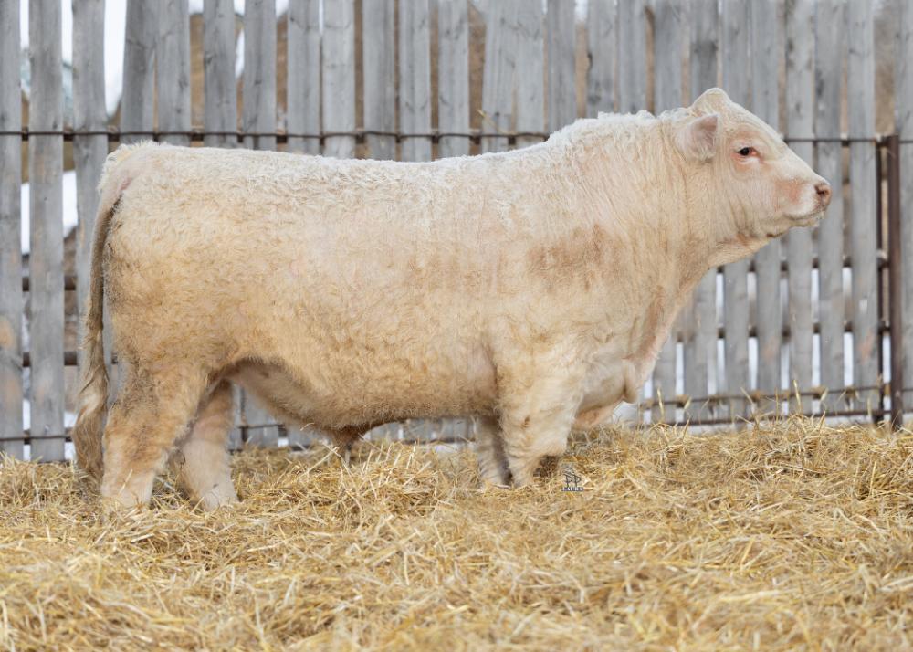 bull