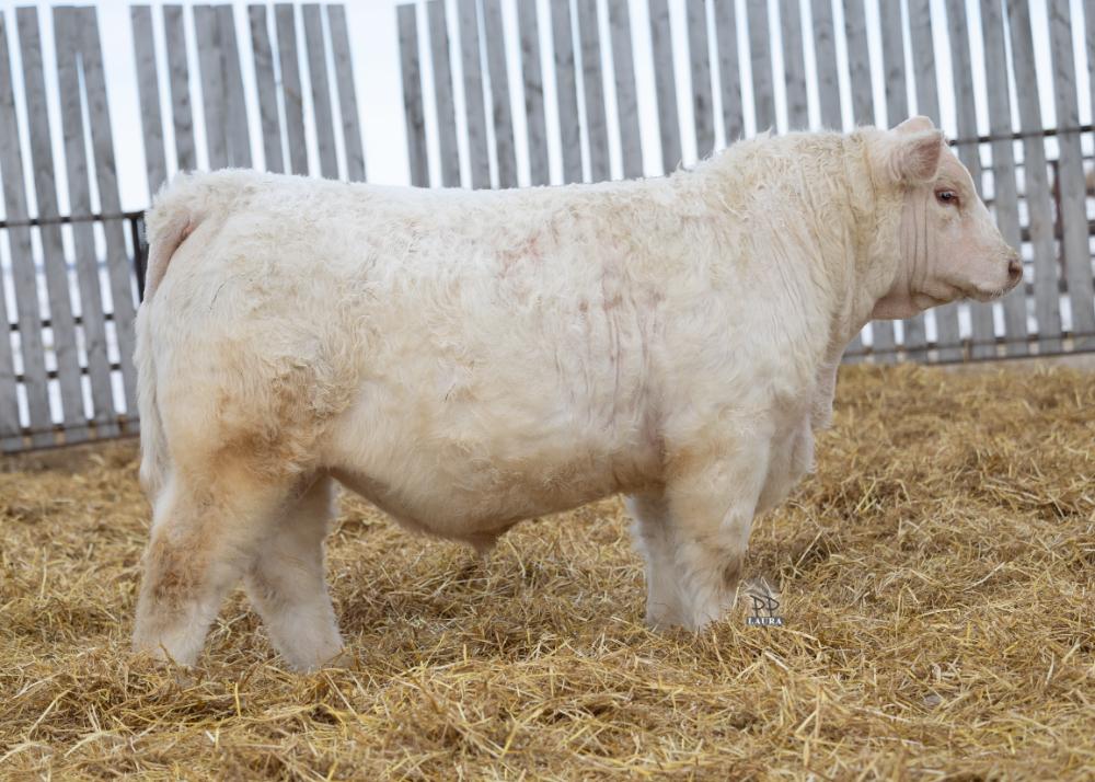 bull