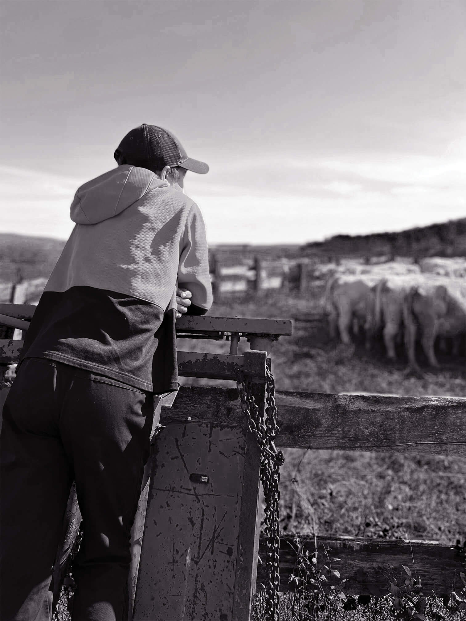 cow checking